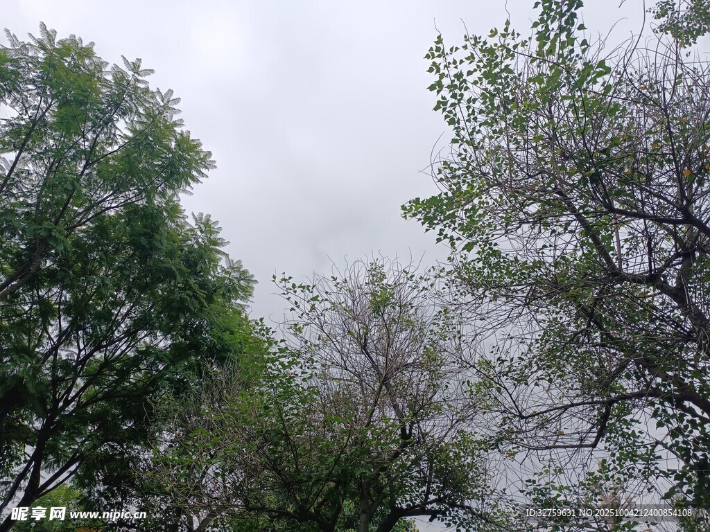 户外绿树景致