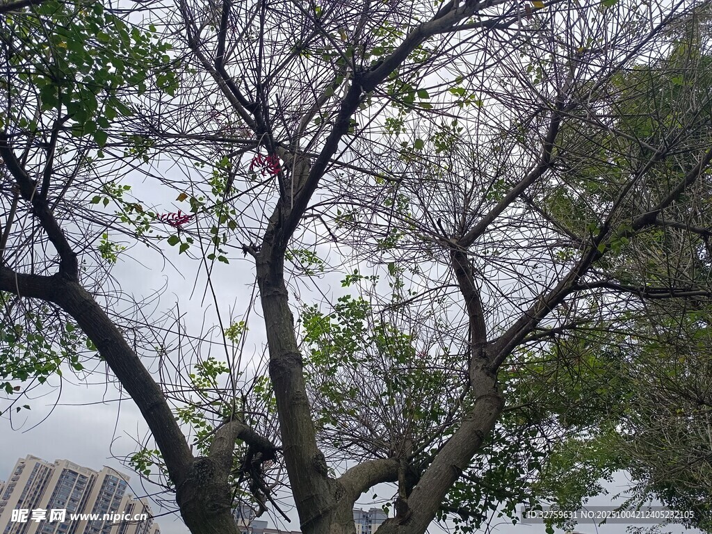 雪覆枝头的树木景观