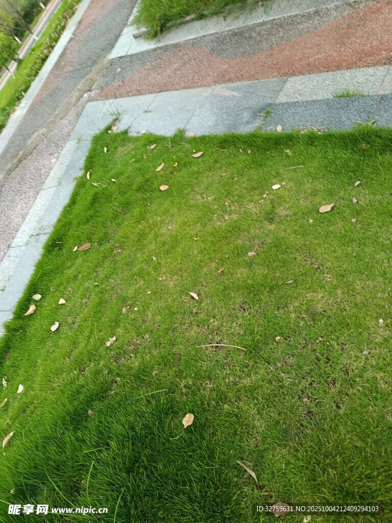 路边翠绿草坪一角