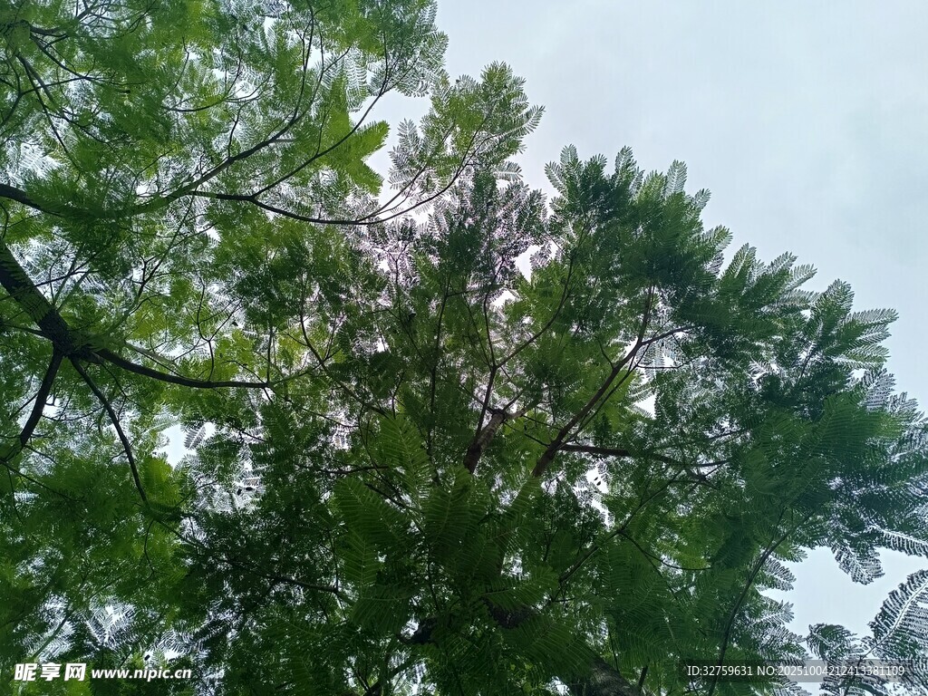 仰视茂密绿树的清新景象