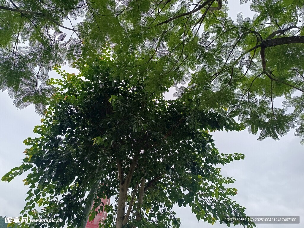 仰视繁茂大树