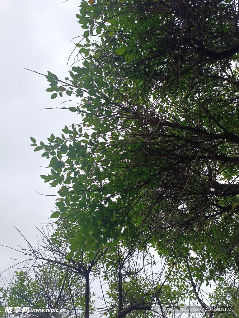 仰视葱郁树木枝叶