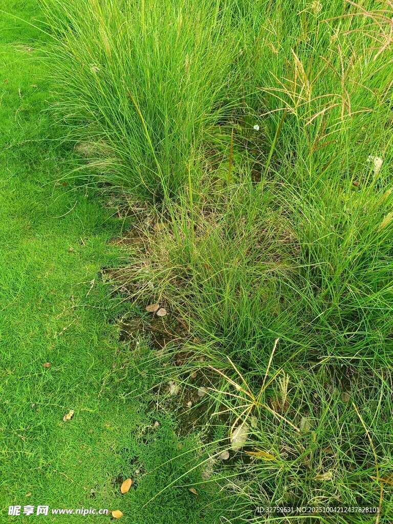 草地边的茂盛野草