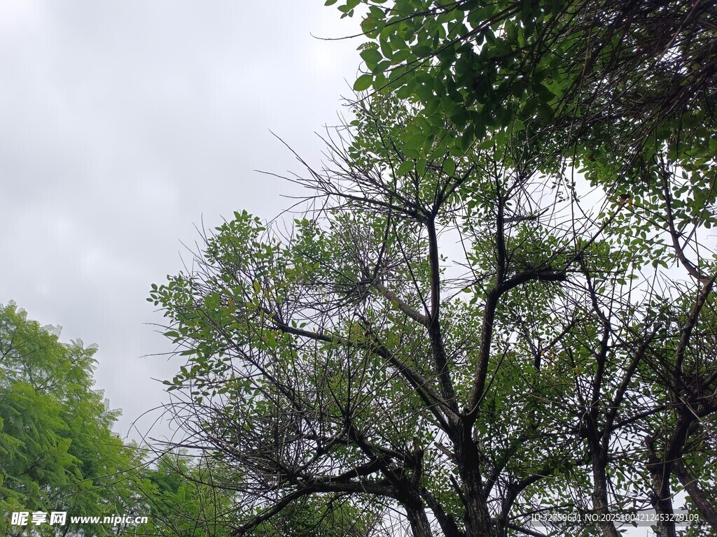 仰视葱郁树木与灰蒙天空