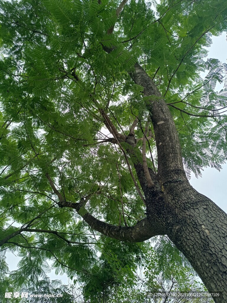 仰视繁茂大树