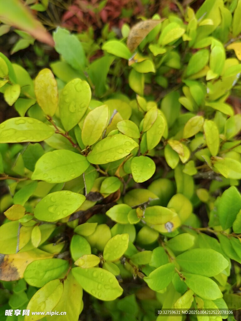 翠绿繁茂的叶片特写