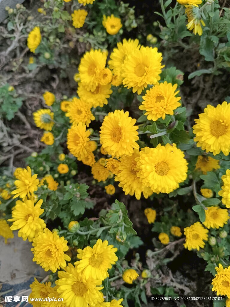绽放的黄色小菊花