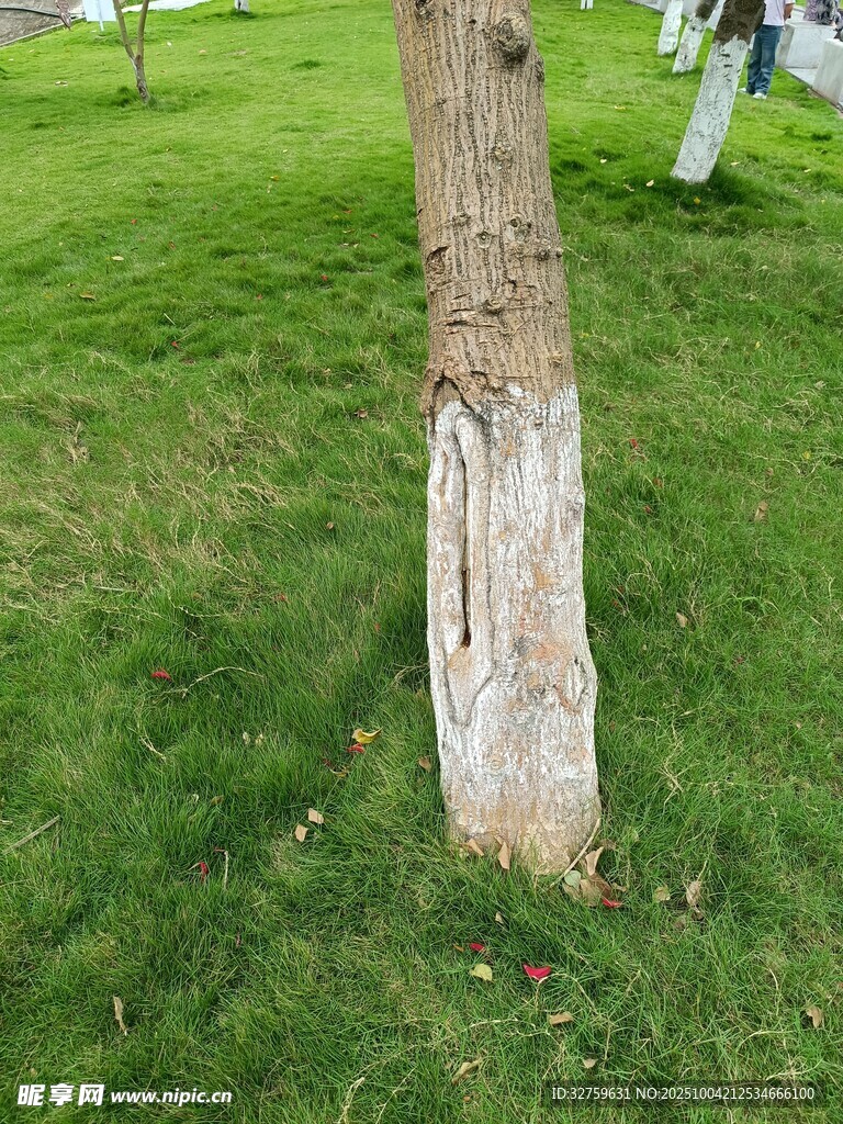 树干底部白色涂抹痕迹