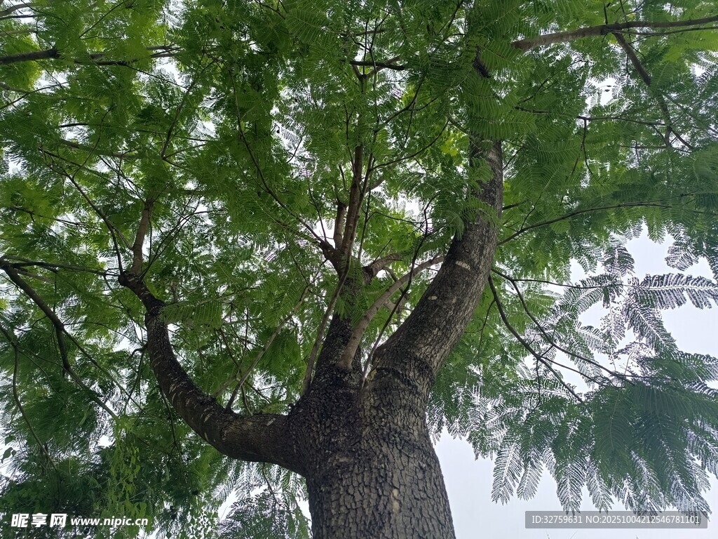 高大繁茂的绿色树木
