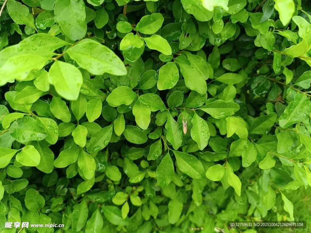 翠绿繁茂的植物叶片
