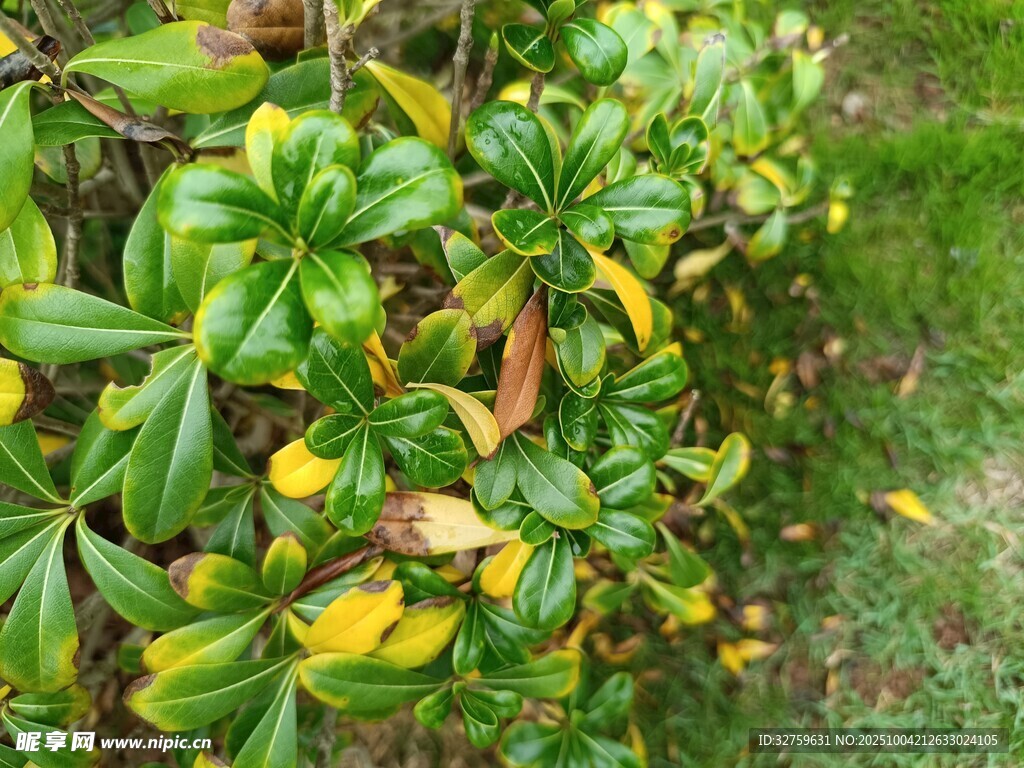 绿叶间泛黄的植物景象