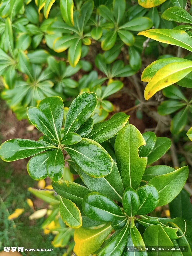 翠绿繁茂的植物叶片