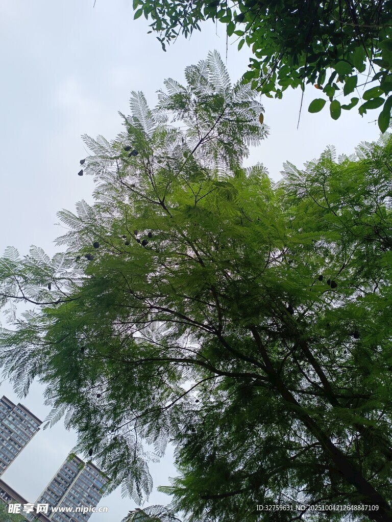 城市中挺拔的翠绿树木