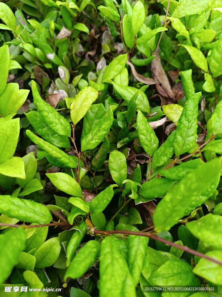 翠绿繁茂的植物叶片