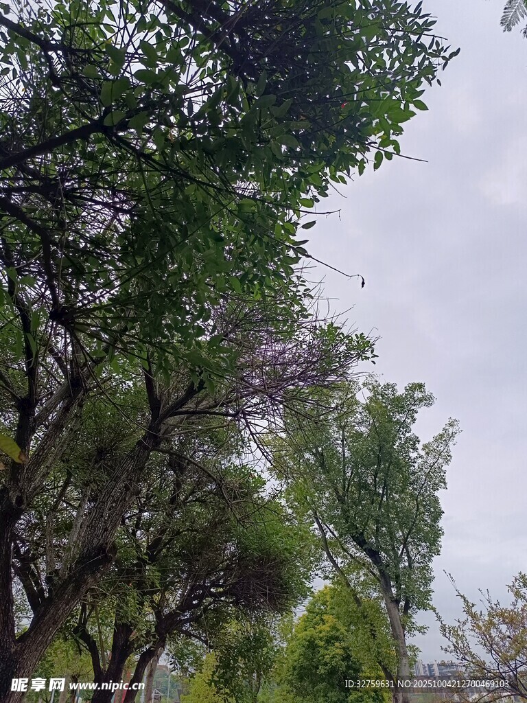 绿树成荫的户外景致