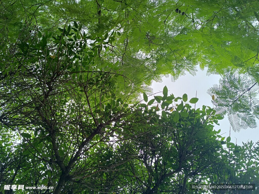 林间绿荫 