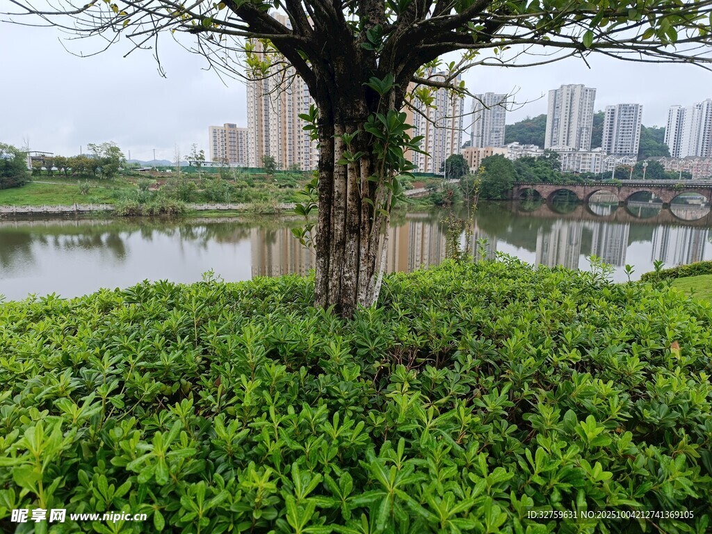 湖畔绿树绿植城市风景图