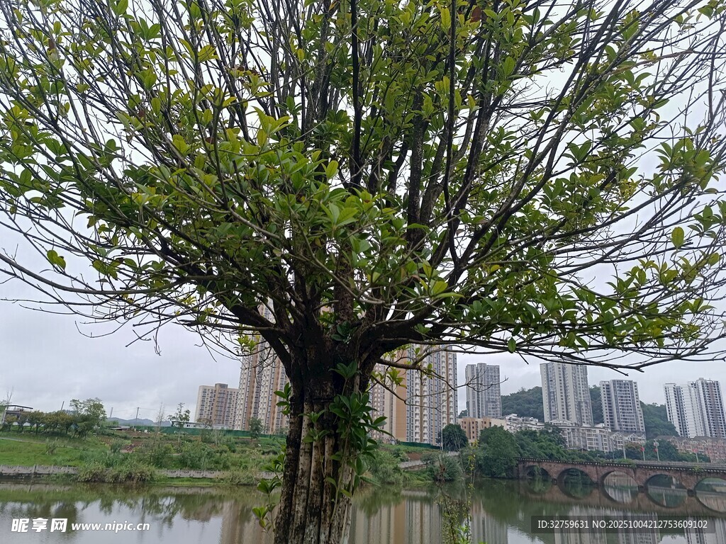 湖畔绿树与城市建筑景致