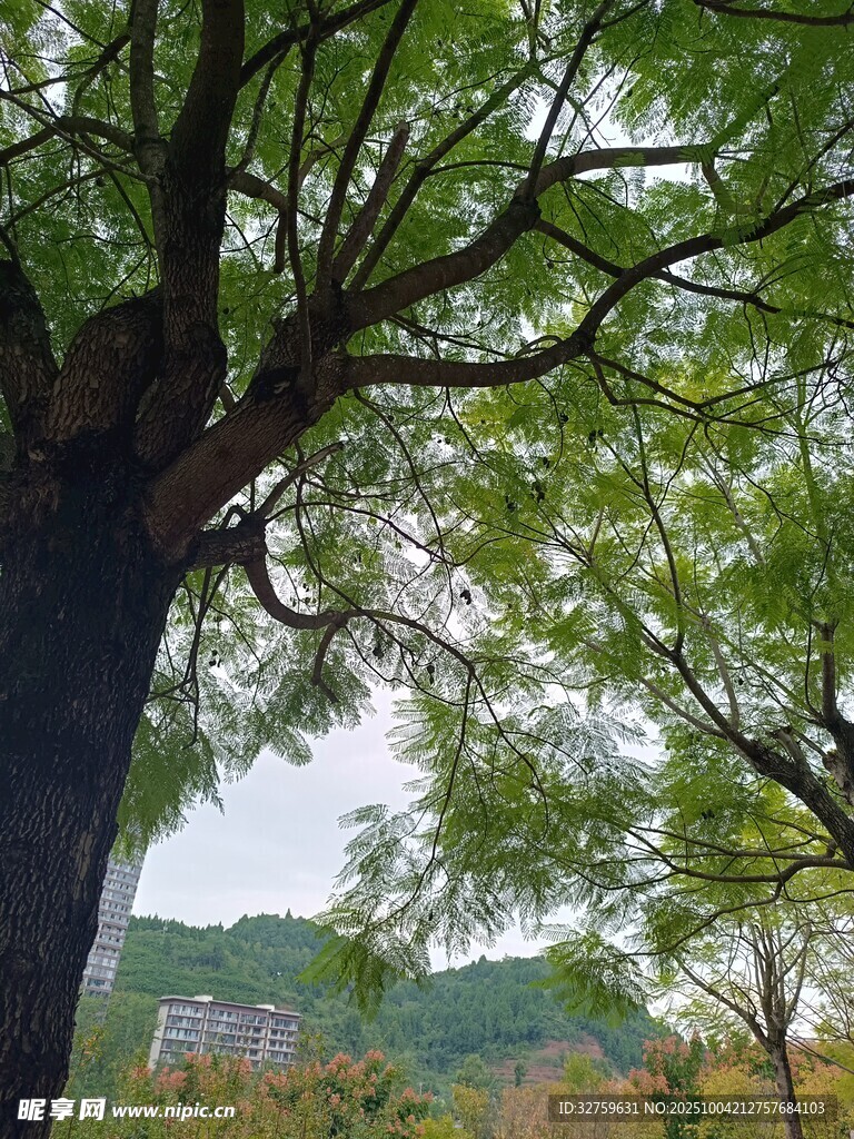 繁茂大树与远处山峦景色