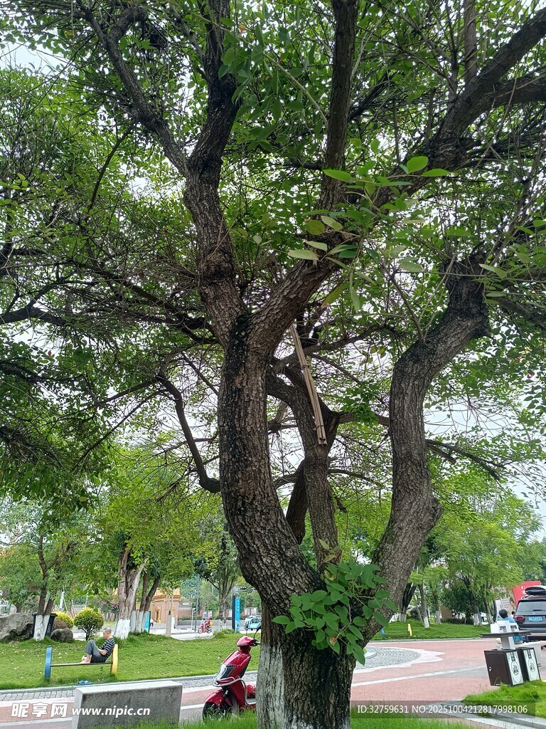 公园中繁茂大树下的景象