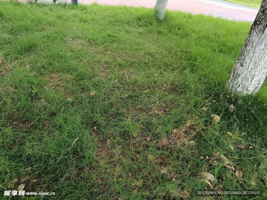 草地与树干的自然景象
