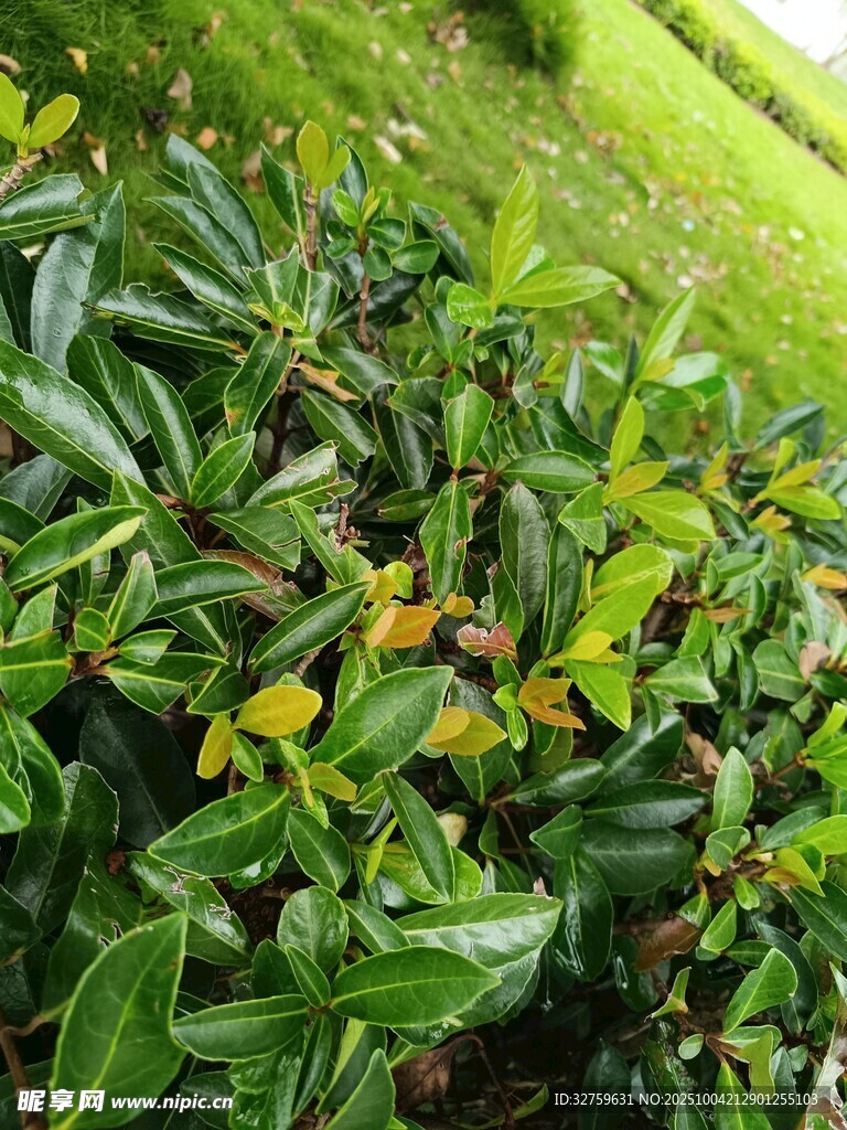 翠绿繁茂的灌木丛