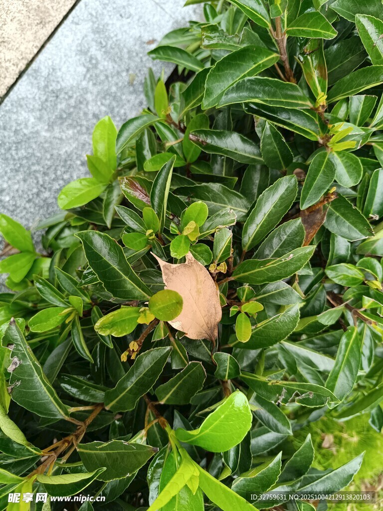 绿叶丛中的一片枯叶