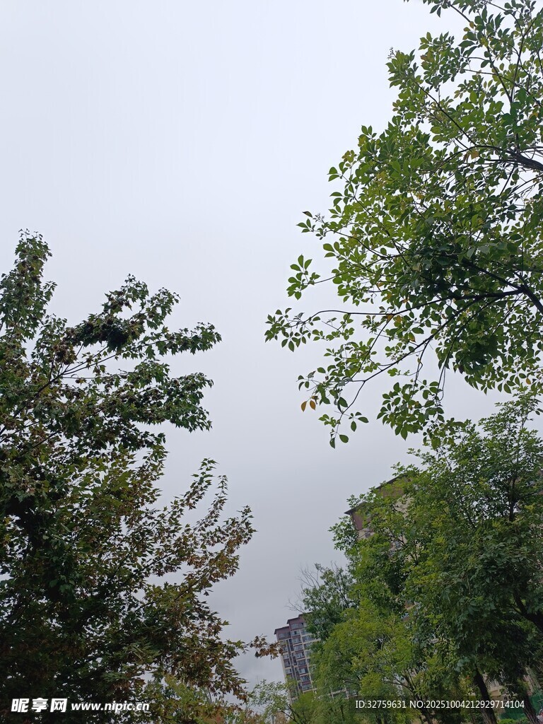 户外绿树景致