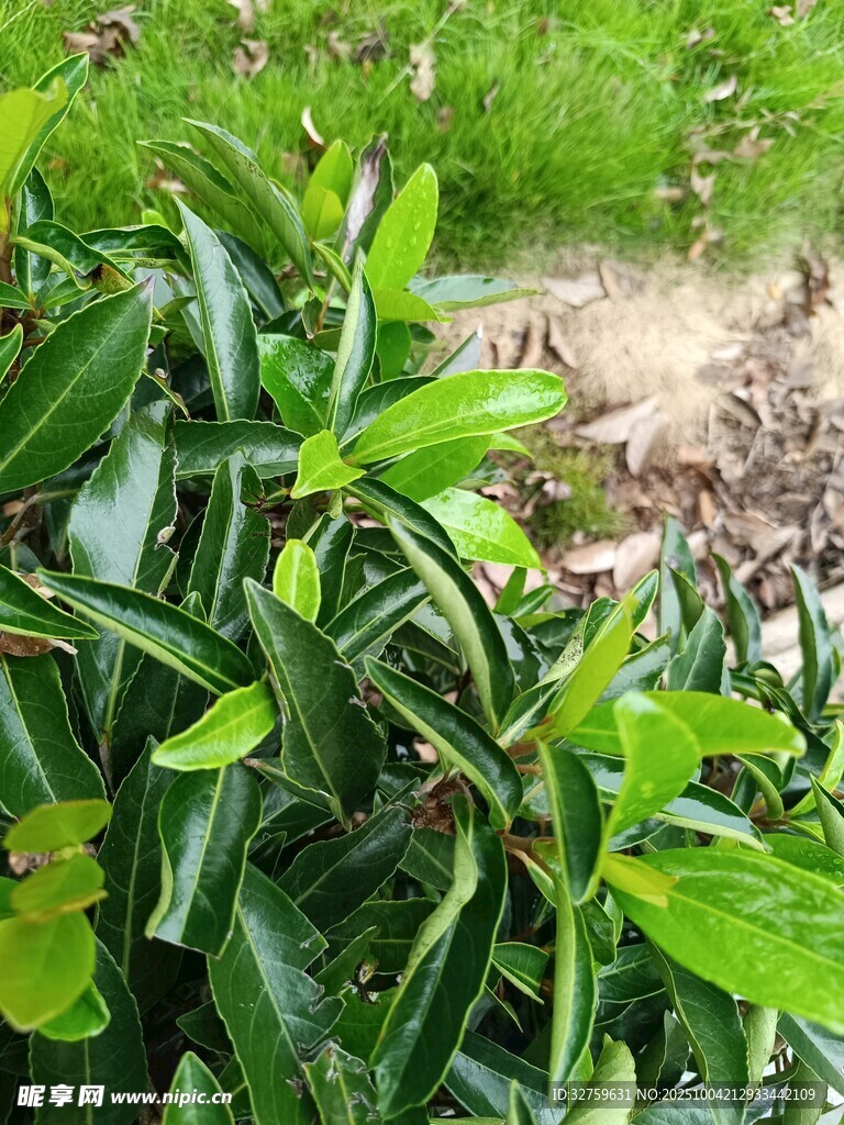 翠绿繁茂的丛生植物