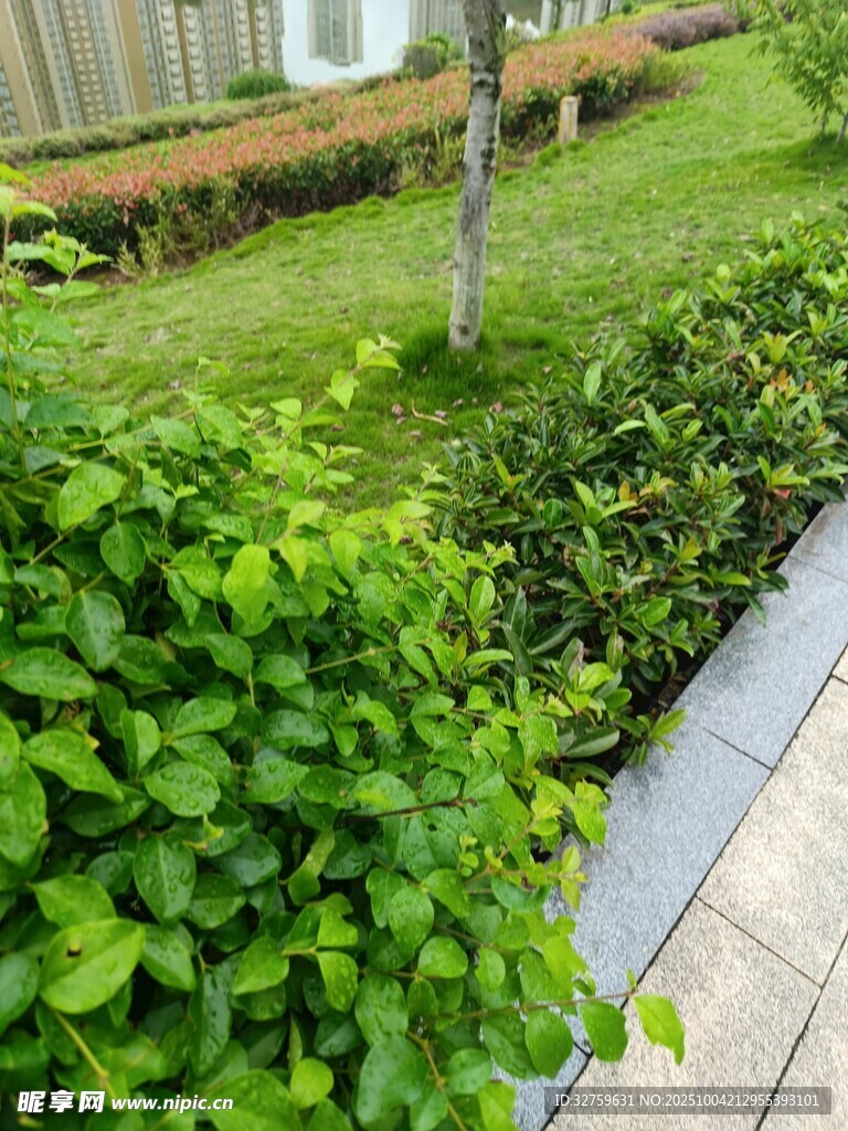 绿意盎然的庭院绿植景观