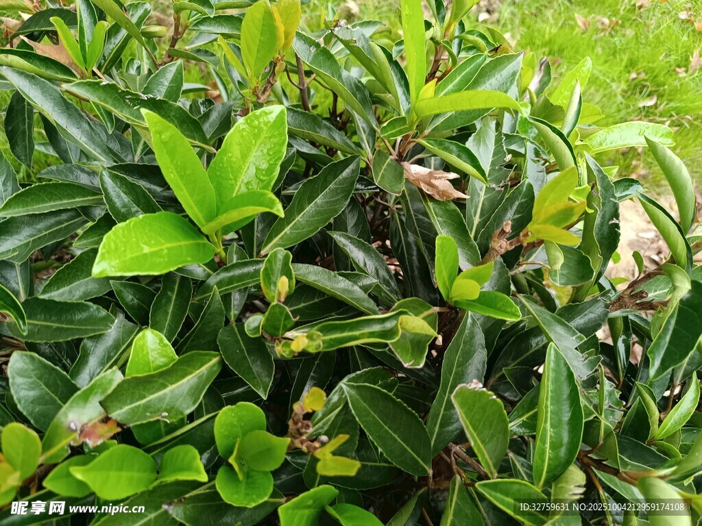 翠绿繁茂的生机植物景观