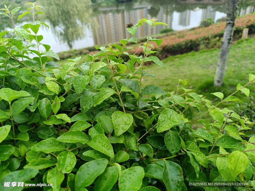 绿意盎然的庭院植物景观