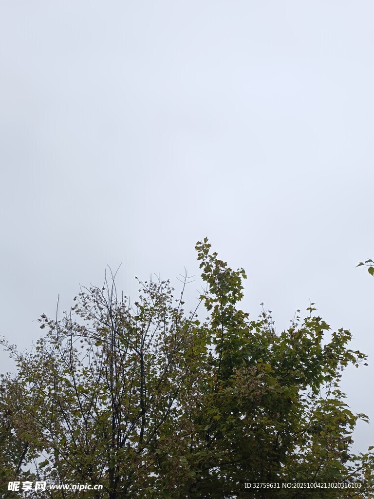 树梢上的天空
