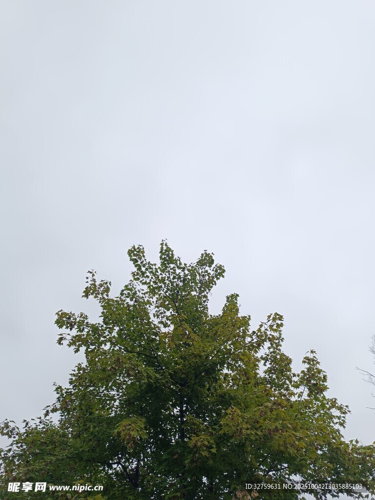 天空下的葱郁树冠