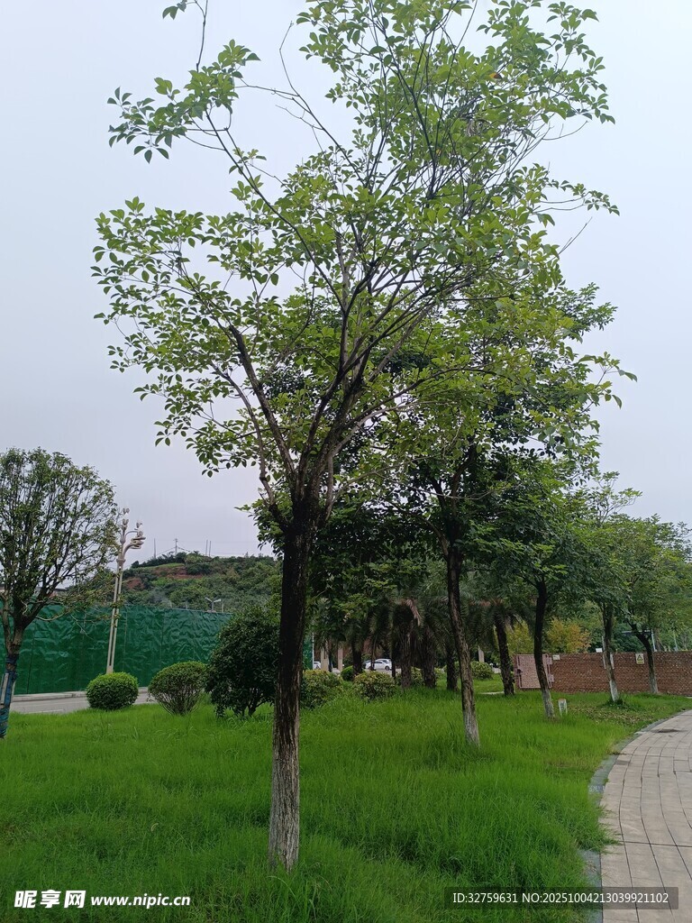 公园小径旁的葱郁绿树