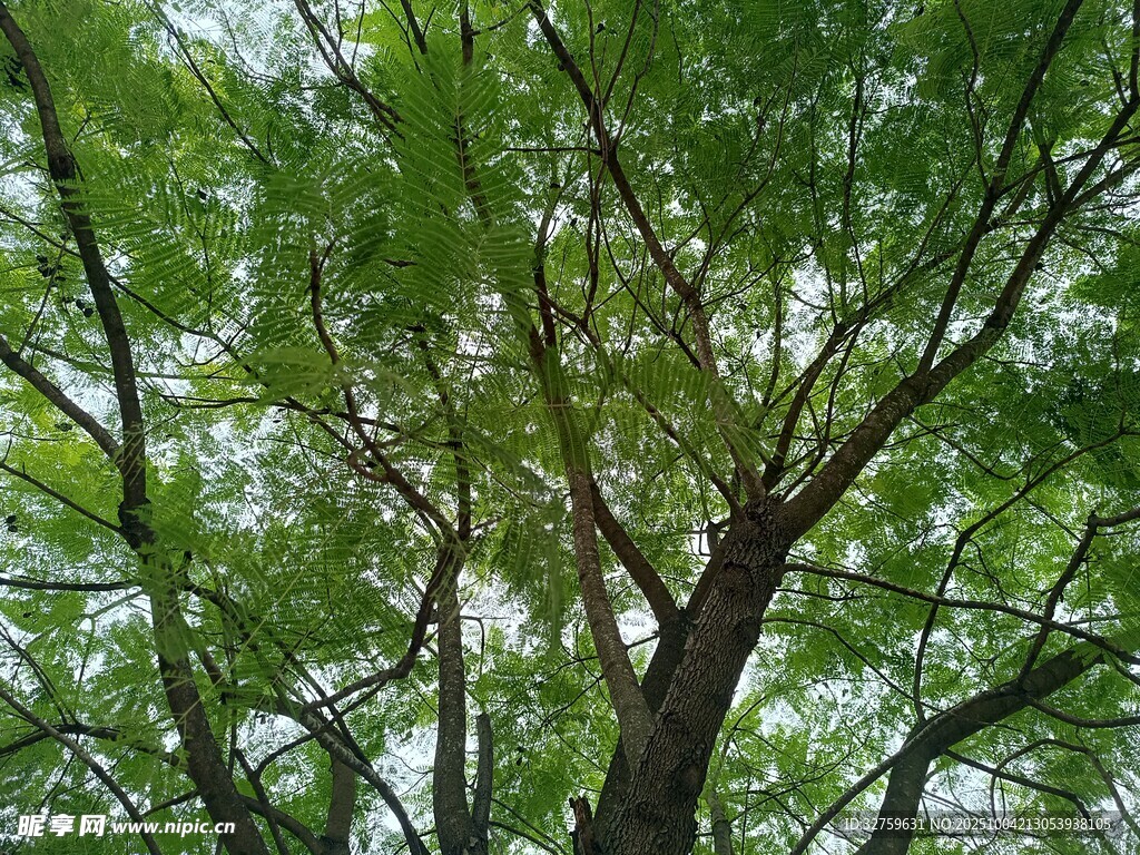 繁茂绿树 