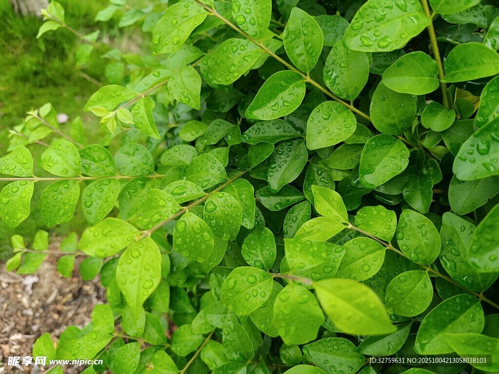 翠绿繁茂的叶片植物景观