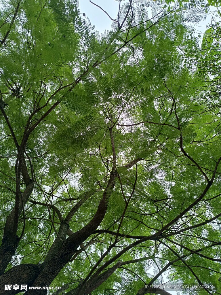 仰视葱郁树冠