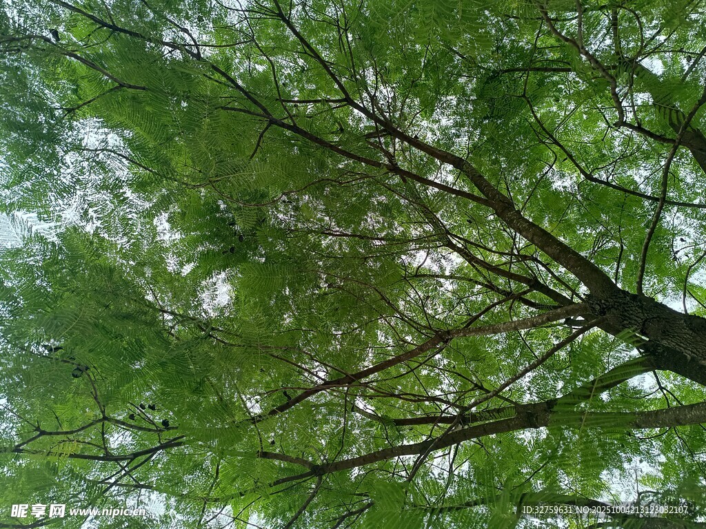 仰视葱郁树枝