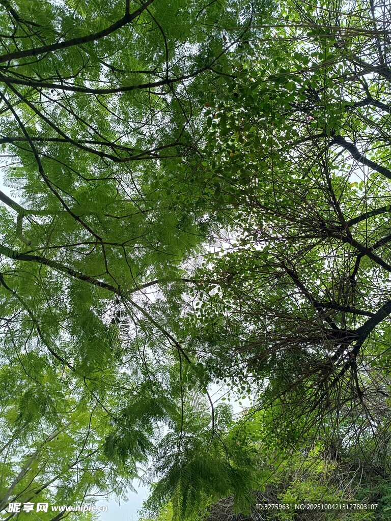 仰视繁茂绿树枝叶景观