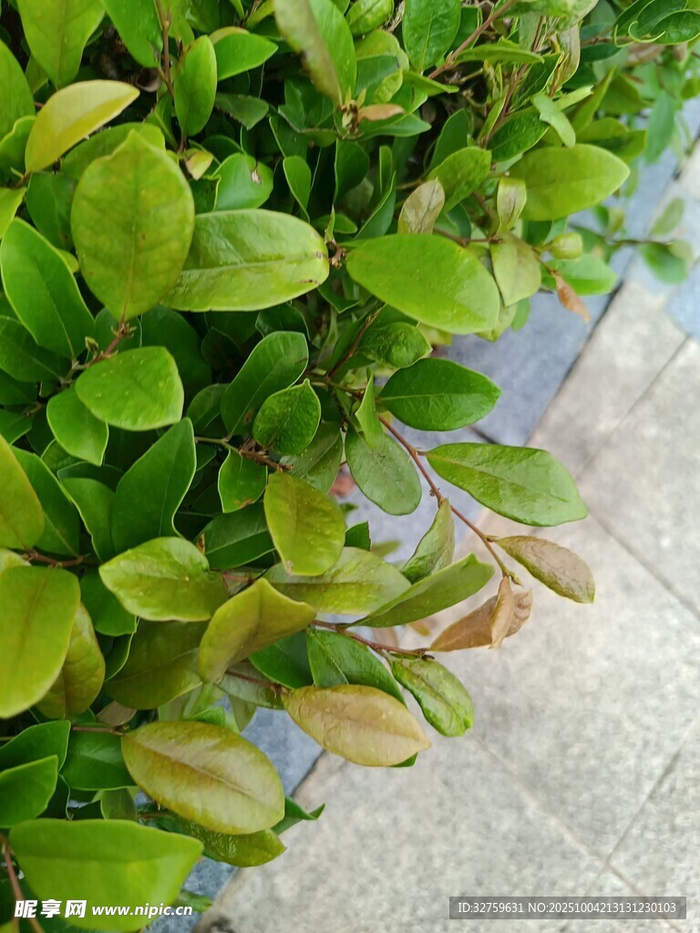 翠绿植物局部特写