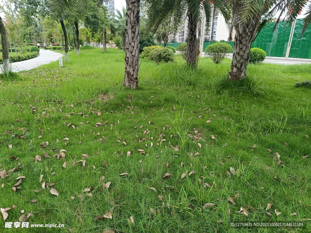 绿意盎然的户外草地景观