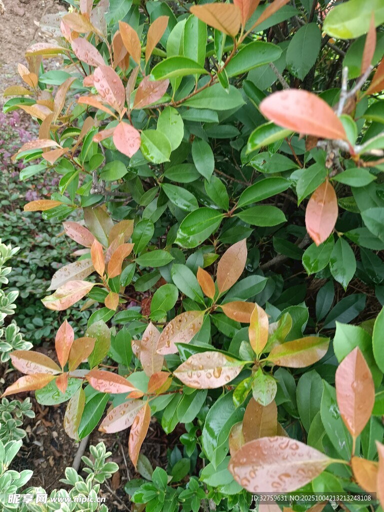 多彩叶片的绿植景观