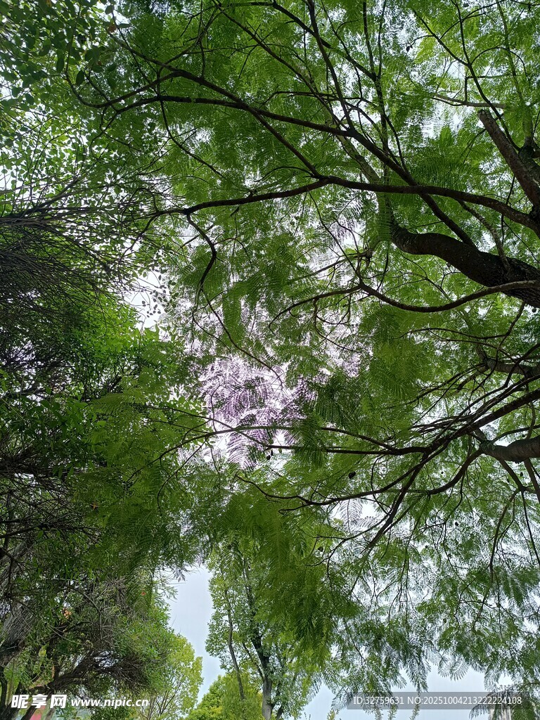仰视繁花绿树的自然景致