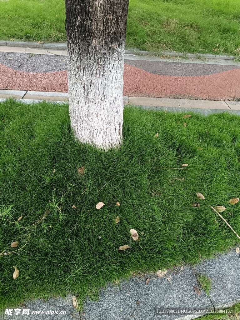 树下草地景观