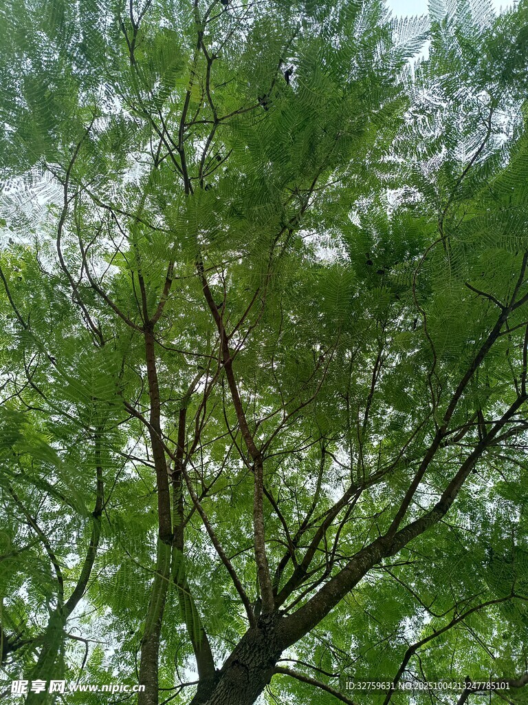 仰视葱郁树冠