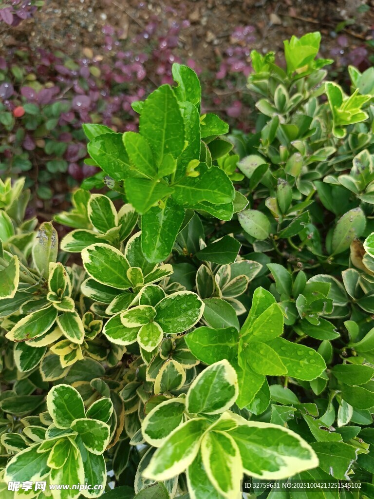 多彩花叶植物特写