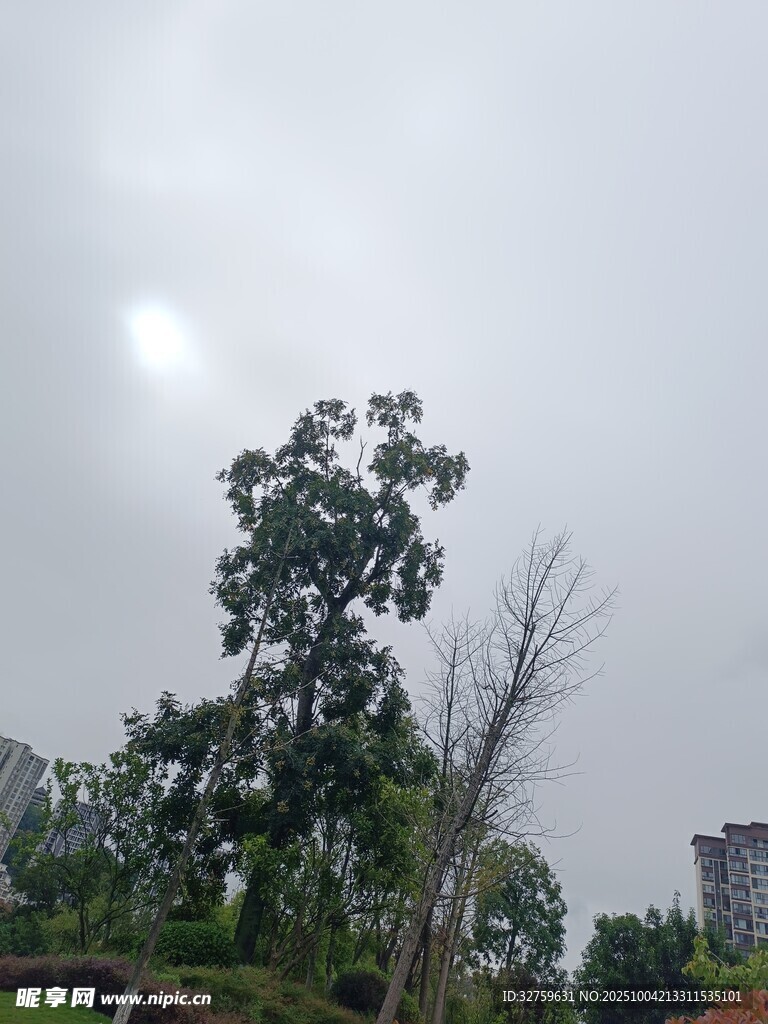 倾斜大树于阴天场景中