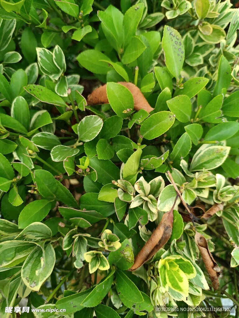 绿叶植物特写