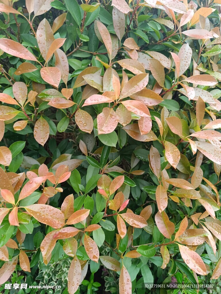 斑斓叶片的绿植景观